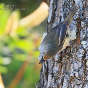 Acanthiza pusilla at Milton, NSW - 28 Sep 2018