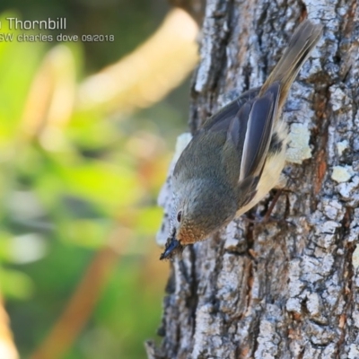 Acanthiza pusilla (Brown Thornbill) at Milton, NSW - 28 Sep 2018 by CharlesDove