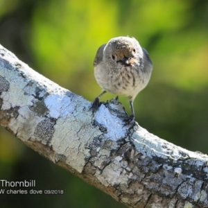 Acanthiza pusilla at Milton, NSW - 28 Sep 2018