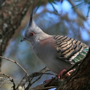 Ocyphaps lophotes at undefined - 28 Sep 2018 12:00 AM