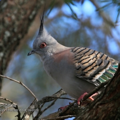 Ocyphaps lophotes (Crested Pigeon) at Undefined - 27 Sep 2018 by CharlesDove