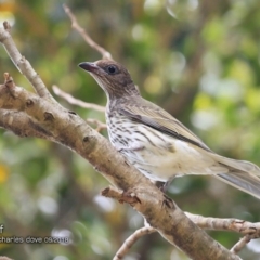 Sphecotheres vieilloti (Australasian Figbird) at Undefined - 27 Sep 2018 by Charles Dove