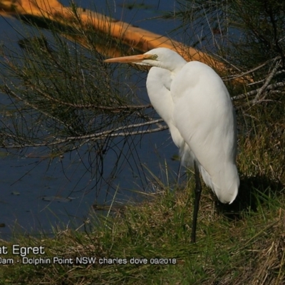 Ardea alba (Great Egret) at Burrill Lake, NSW - 24 Sep 2018 by Charles Dove