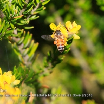 Apis mellifera (European honey bee) at South Pacific Heathland Reserve - 29 Sep 2018 by Charles Dove