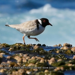 Charadrius rubricollis at suppressed - suppressed