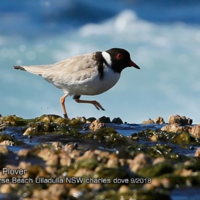 Charadrius rubricollis (Hooded Plover) at Undefined - 30 Sep 2018 by CharlesDove