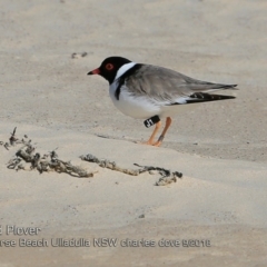 Charadrius rubricollis at suppressed - suppressed