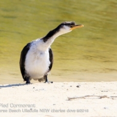Microcarbo melanoleucos (Little Pied Cormorant) at Undefined - 30 Sep 2018 by Charles Dove