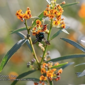 Xylocopa (Lestis) aerata at undefined - 28 Sep 2018 12:00 AM