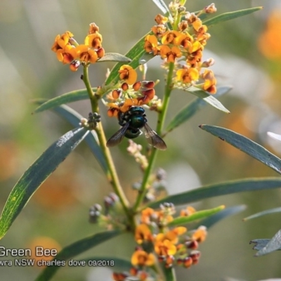 Xylocopa (Lestis) aerata (Golden-Green Carpenter Bee) at Undefined - 28 Sep 2018 by CharlesDove