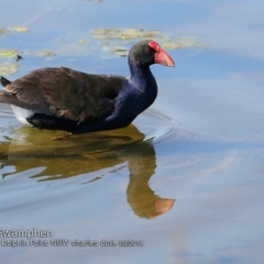 Porphyrio melanotus (Australasian Swamphen) at Wairo Beach and Dolphin Point - 24 Sep 2018 by CharlesDove