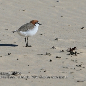 Anarhynchus ruficapillus at Ulladulla, NSW - 30 Sep 2018