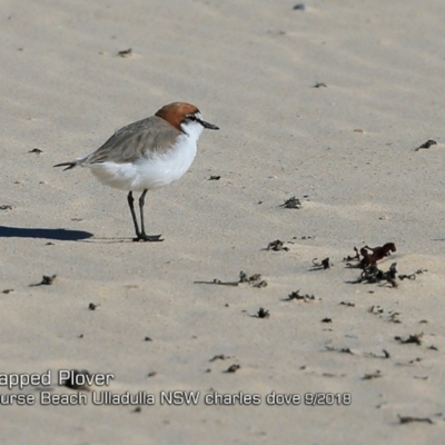 Anarhynchus ruficapillus (Red-capped Plover) at Ulladulla, NSW - 30 Sep 2018 by CharlesDove