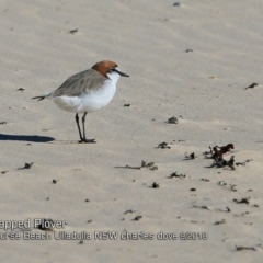 Charadrius ruficapillus (Red-capped Plover) at Undefined - 29 Sep 2018 by CharlesDove