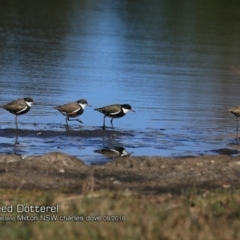 Erythrogonys cinctus (Red-kneed Dotterel) at Undefined - 27 Sep 2018 by Charles Dove