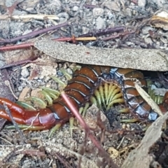 Cormocephalus aurantiipes (Orange-legged Centipede) at Weetangera, ACT - 1 Oct 2018 by NathanaelC