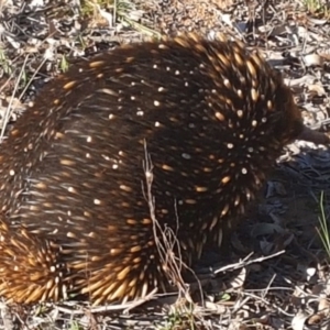 Tachyglossus aculeatus at Dunlop, ACT - 1 Oct 2018