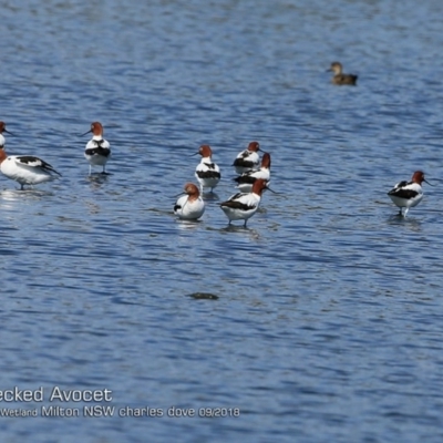 Recurvirostra novaehollandiae (Red-necked Avocet) at Undefined - 26 Sep 2018 by Charles Dove