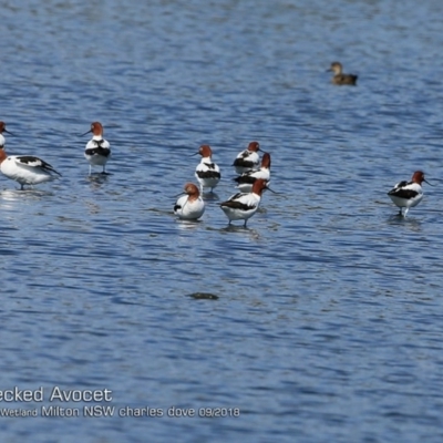 Recurvirostra novaehollandiae (Red-necked Avocet) at Undefined - 27 Sep 2018 by CharlesDove