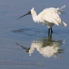 Platalea regia (Royal Spoonbill) at Wairo Beach and Dolphin Point - 25 Sep 2018 by CharlesDove