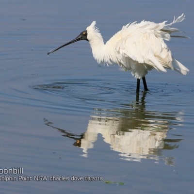 Platalea regia (Royal Spoonbill) at Burrill Lake, NSW - 24 Sep 2018 by Charles Dove