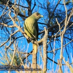 Ptilonorhynchus violaceus (Satin Bowerbird) at Coomee Nulunga Cultural Walking Track - 26 Sep 2018 by CharlesDove