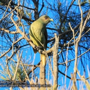 Ptilonorhynchus violaceus at Ulladulla, NSW - 27 Sep 2018