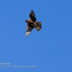 Circus approximans (Swamp Harrier) at Undefined - 27 Sep 2018 by CharlesDove