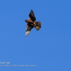 Circus approximans (Swamp Harrier) at Undefined - 26 Sep 2018 by Charles Dove
