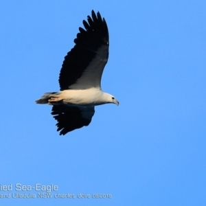 Haliaeetus leucogaster at Ulladulla - Warden Head Bushcare - 27 Sep 2018 12:00 AM