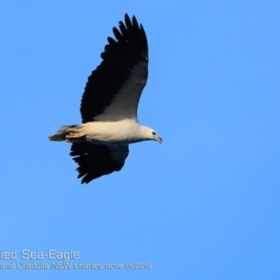Haliaeetus leucogaster (White-bellied Sea-Eagle) at Coomee Nulunga Cultural Walking Track - 26 Sep 2018 by Charles Dove