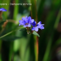 Dampiera stricta (Blue Dampiera) at South Pacific Heathland Reserve - 30 Sep 2018 by CharlesDove
