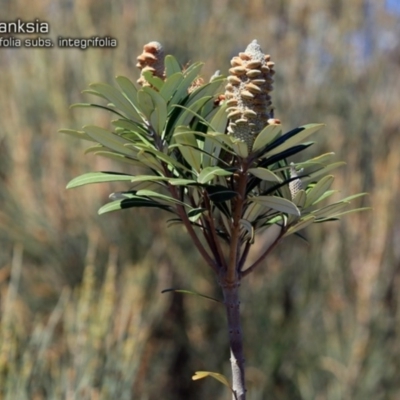 Banksia integrifolia subsp. integrifolia (Coast Banksia) at South Pacific Heathland Reserve - 1 Oct 2018 by CharlesDove