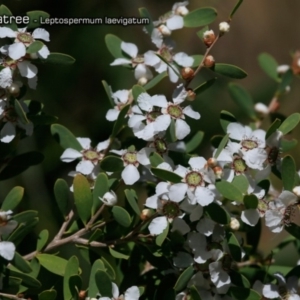 Leptospermum laevigatum at South Pacific Heathland Reserve - 1 Oct 2018