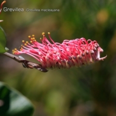 Grevillea macleayana (Jervis Bay Grevillea) at South Pacific Heathland Reserve - 30 Sep 2018 by CharlesDove