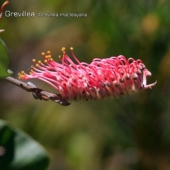 Grevillea macleayana (Jervis Bay grevillea) at South Pacific Heathland Reserve - 30 Sep 2018 by CharlesDove