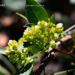 Dodonaea triquetra (Large-leaf Hop-Bush) at South Pacific Heathland Reserve - 30 Sep 2018 by CharlesDove