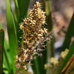 Lomandra longifolia (Spiny-headed Mat-rush, Honey Reed) at South Pacific Heathland Reserve - 1 Oct 2018 by CharlesDove