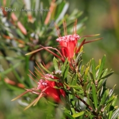 Lambertia formosa (Mountain Devil) at South Pacific Heathland Reserve - 1 Oct 2018 by CharlesDove