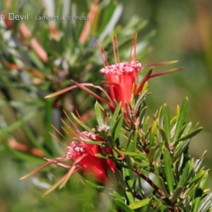 Lambertia formosa at South Pacific Heathland Reserve - 1 Oct 2018 12:00 AM