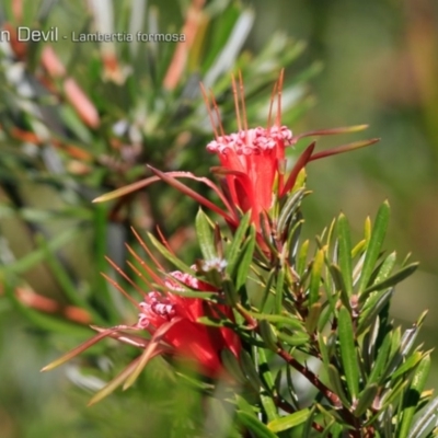 Lambertia formosa (Mountain Devil) at South Pacific Heathland Reserve - 1 Oct 2018 by CharlesDove