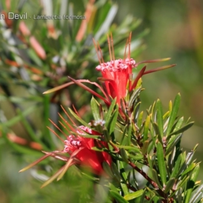 Lambertia formosa (Mountain Devil) at South Pacific Heathland Reserve - 30 Sep 2018 by CharlesDove