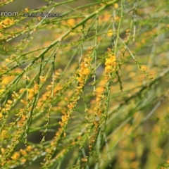 Viminaria juncea (Golden Spray) at South Pacific Heathland Reserve - 1 Oct 2018 by CharlesDove