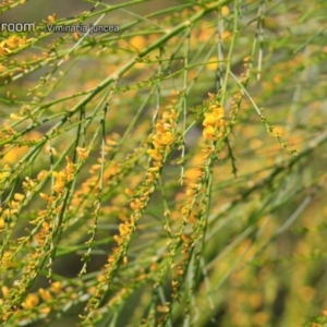 Viminaria juncea at South Pacific Heathland Reserve - 1 Oct 2018 12:00 AM