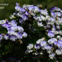 Psoralea pinnata (African Scurf-pea) at South Pacific Heathland Reserve - 1 Oct 2018 by CharlesDove