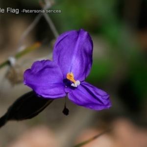 Patersonia sericea var. sericea at South Pacific Heathland Reserve - 1 Oct 2018