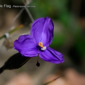 Patersonia sericea var. sericea at South Pacific Heathland Reserve - 1 Oct 2018 12:00 AM