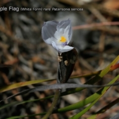 Patersonia sericea var. sericea (Silky Purple-flag) at South Pacific Heathland Reserve - 1 Oct 2018 by CharlesDove