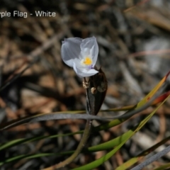 Patersonia sericea var. sericea at South Pacific Heathland Reserve - 1 Oct 2018