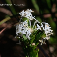 Pimelea linifolia (Slender Rice Flower) at South Pacific Heathland Reserve - 1 Oct 2018 by CharlesDove